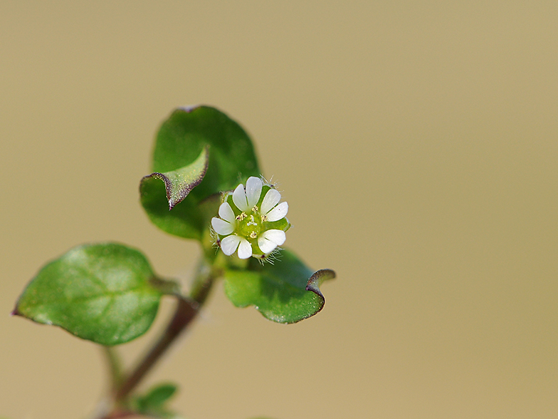 Stellaria media