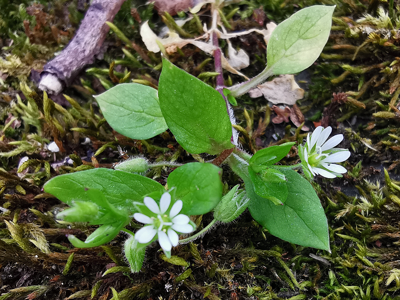 Stellaria media