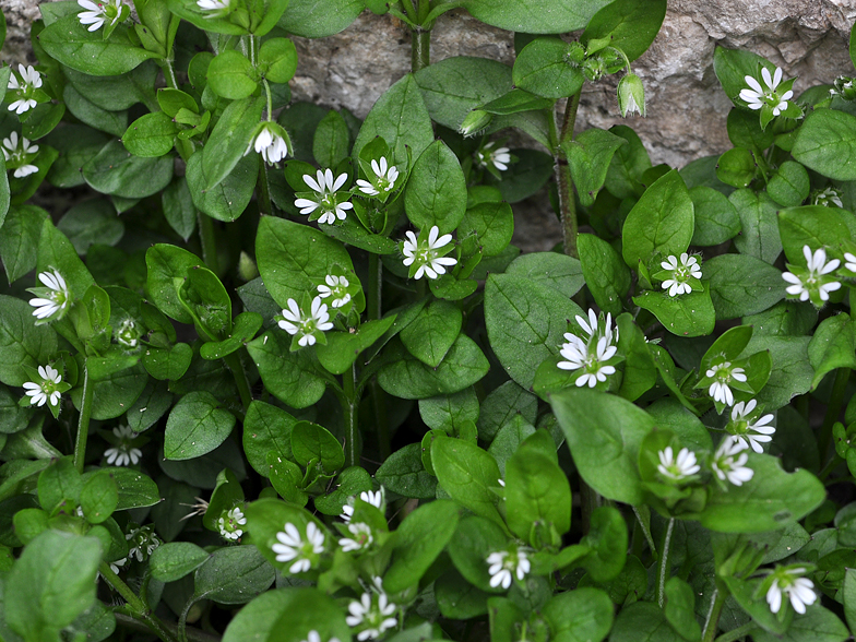 Stellaria media