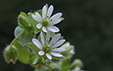 Stellaria media