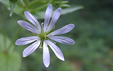 Stellaria nemorum