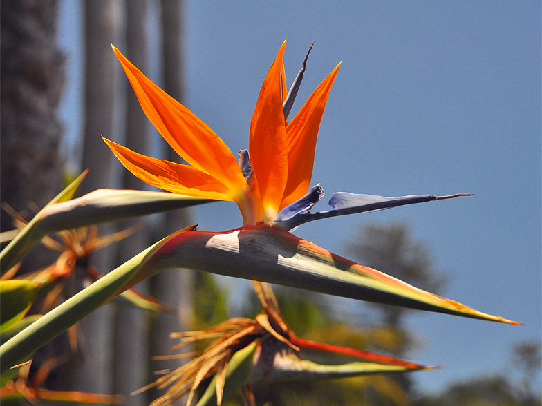 Strelitzia reginae 3