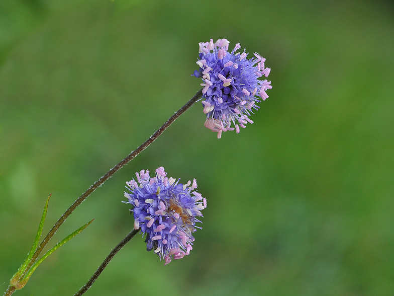 Succisa pratensis