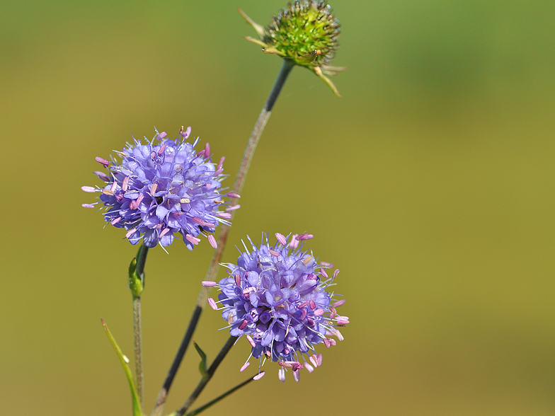 Succisa pratensis