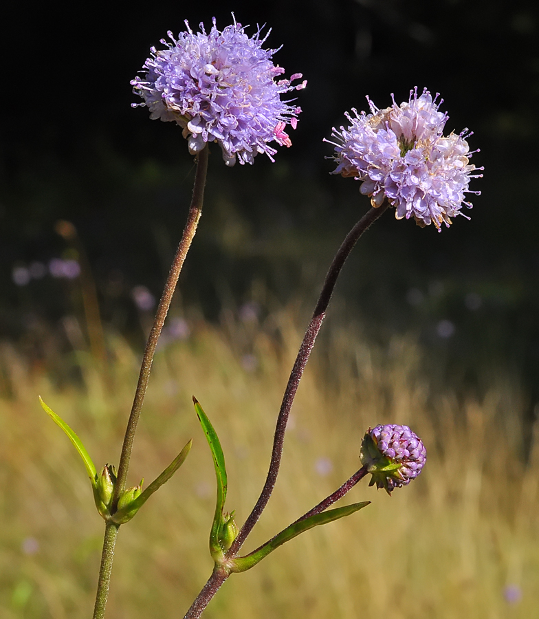 Succisa pratensis