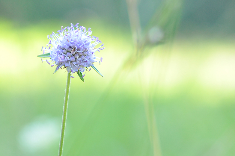 Succisa pratensis