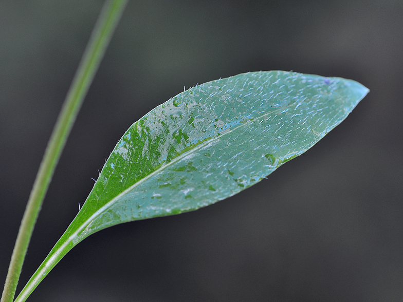 Succisa pratensis