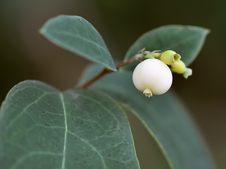 Symphoricarpos albus