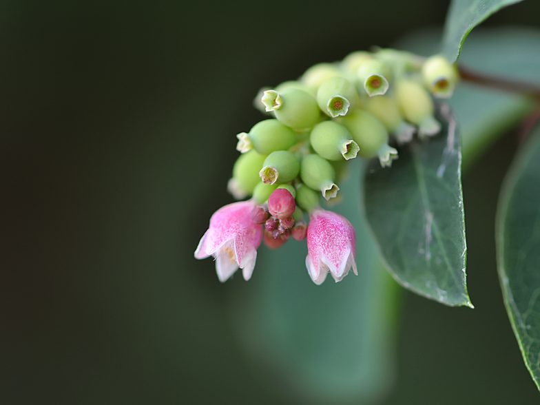 Symphoricarpos albus