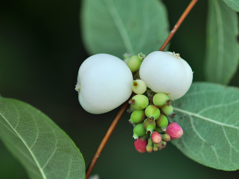 Symphoricarpos albus