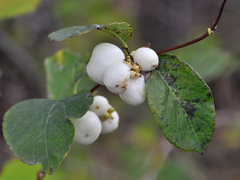 Symphoricarpos albus