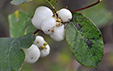 Symphoricarpos albus