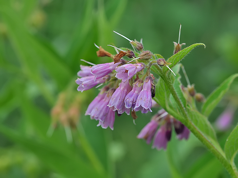 Symphytum officinalis