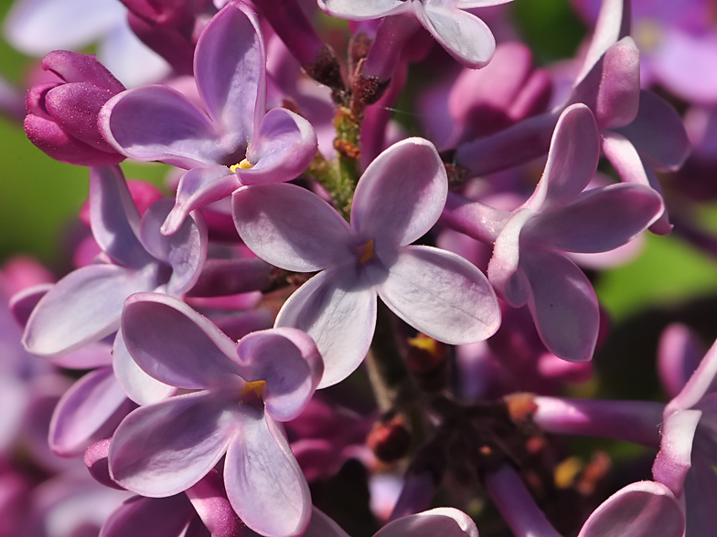 Syringa vulgaris