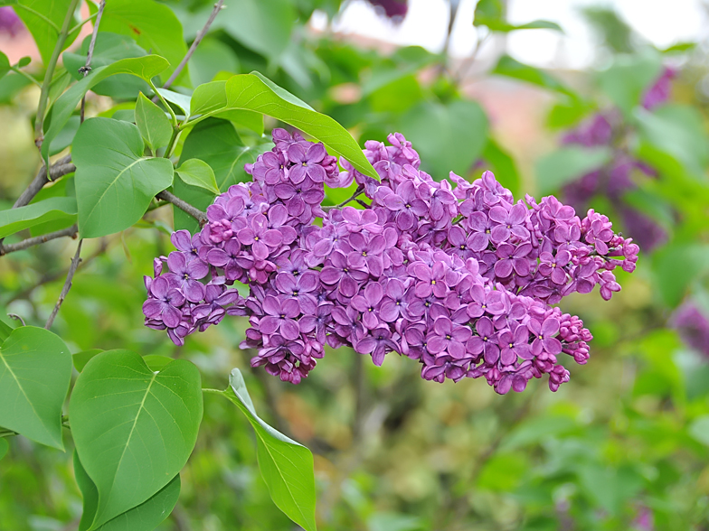 Syringa vulgaris