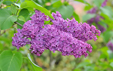 Syringa vulgaris