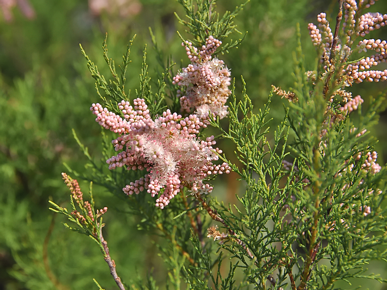 Tamarix gallica