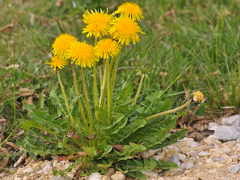 Taraxacum officinale