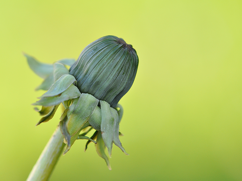 Taraxacum officinale