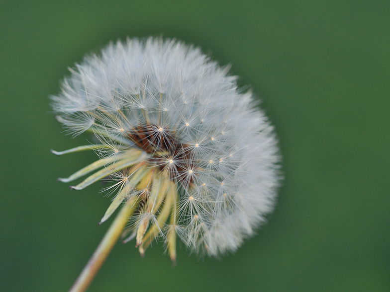 Taraxacum officinale