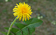 Taraxacum officinale