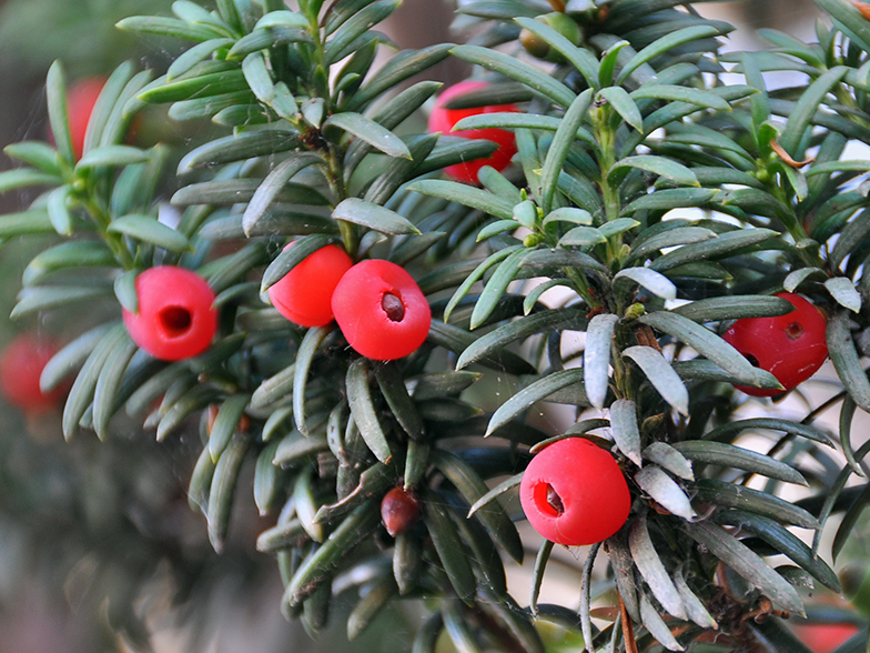 Taxus baccata