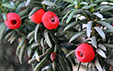 Taxus baccata