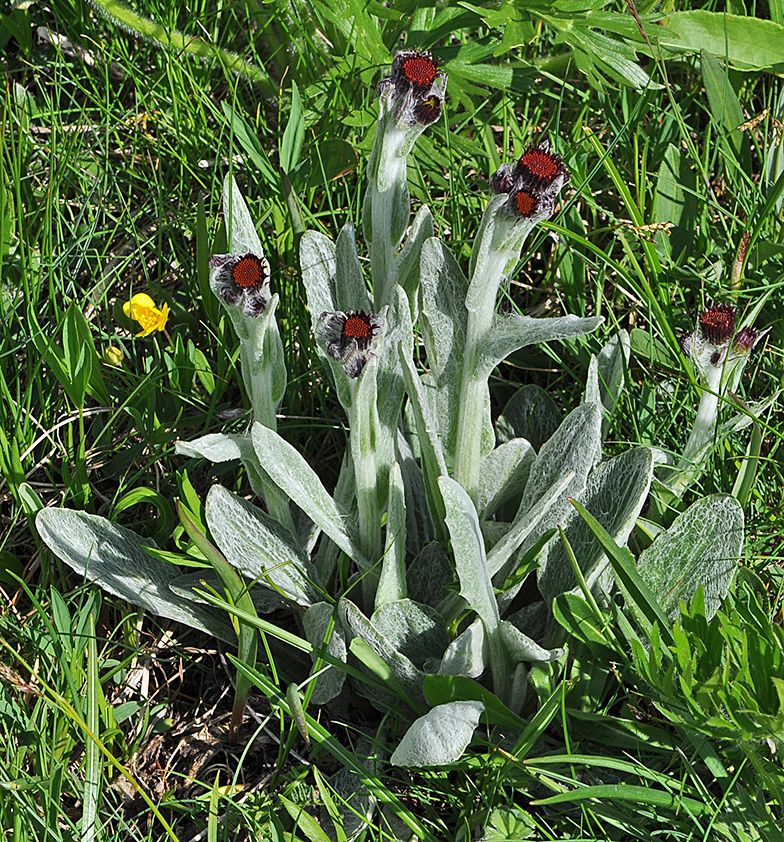 Tephroseris capitata