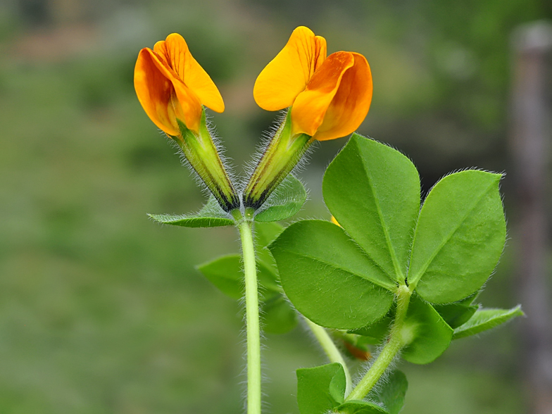 Tetragonolobus biflorus