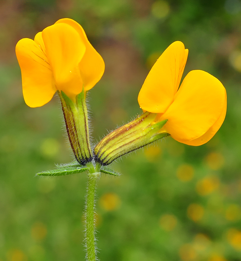 Tetragonolobus biflorus