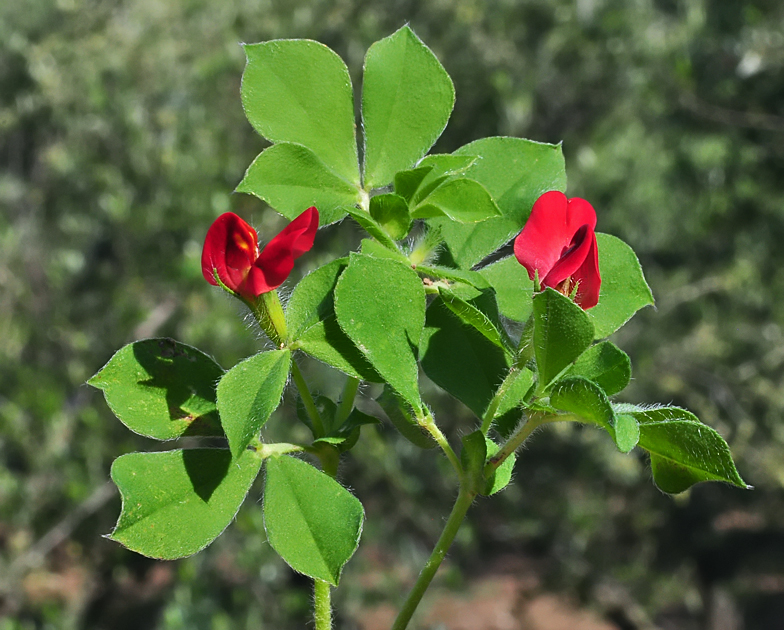 Tetragonolobus purpureus