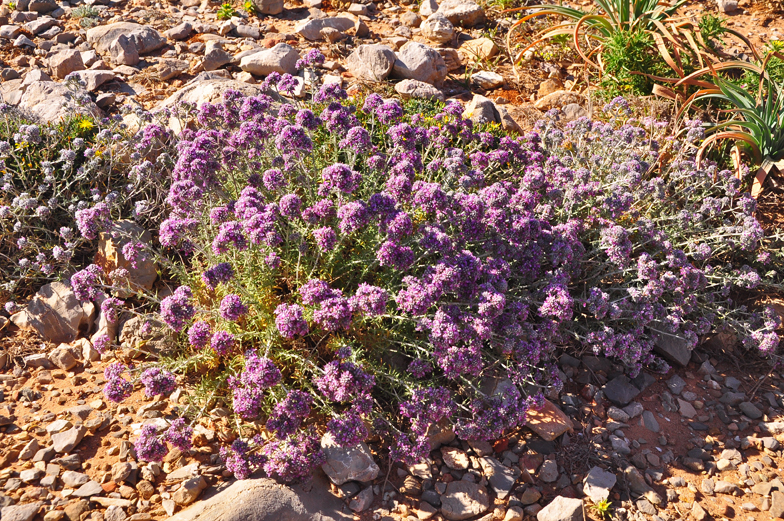 Teucrium capitatum ssp majoricum