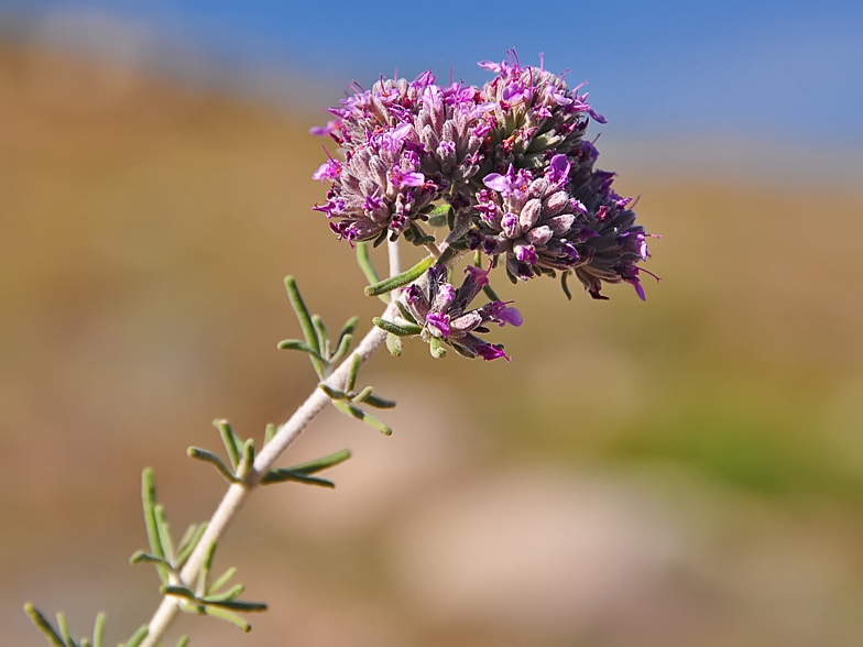 Teucrium capitatum ssp majoricum