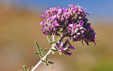 Teucrium capitatum ssp majoricum