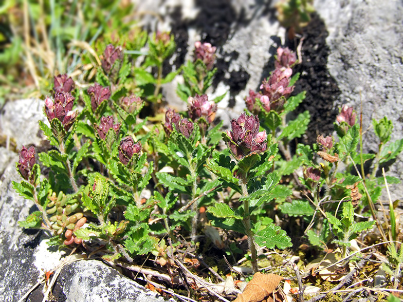 Teucrium chamaedrys