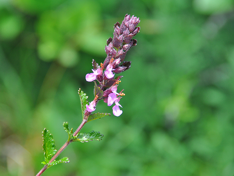 Teucrium chamaedrys