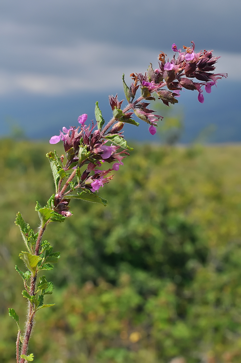 Teucrium chamaedrys