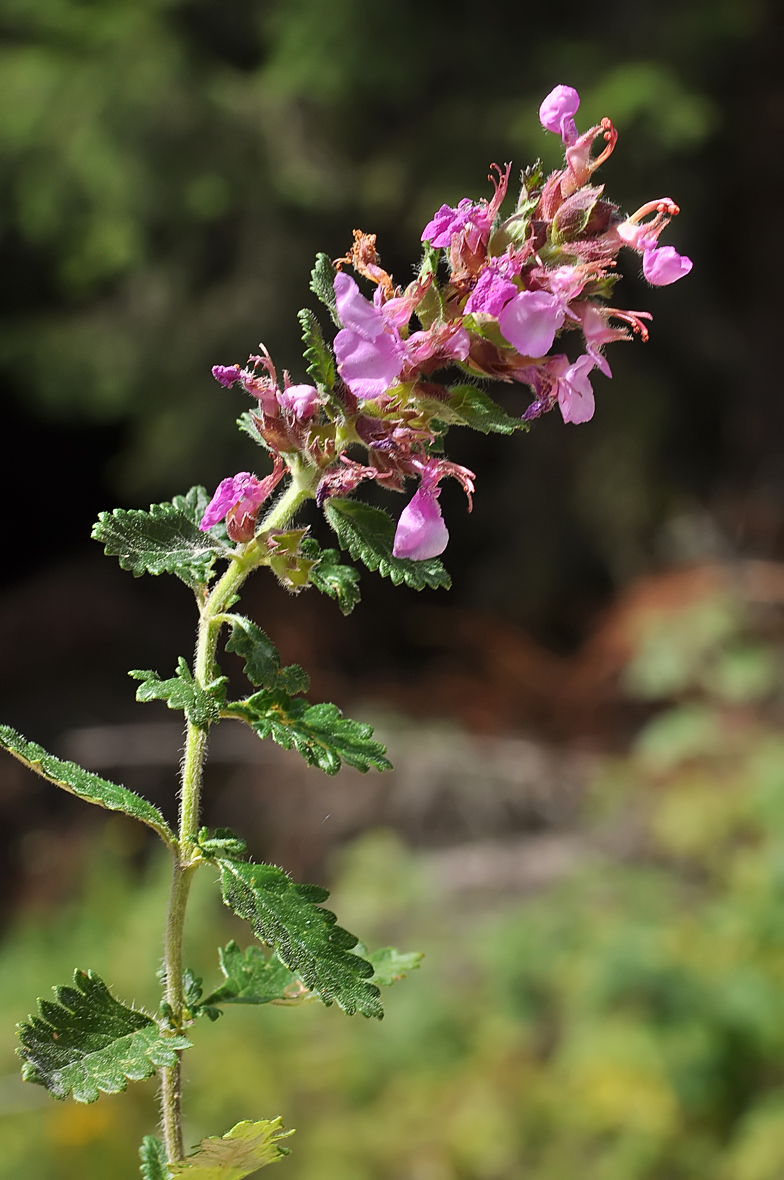 Teucrium chamaedrys