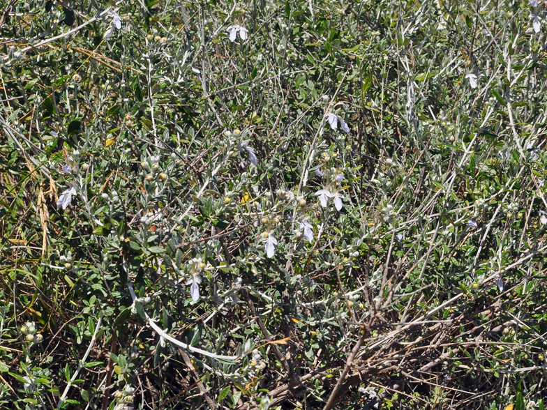 Teucrium fruticans