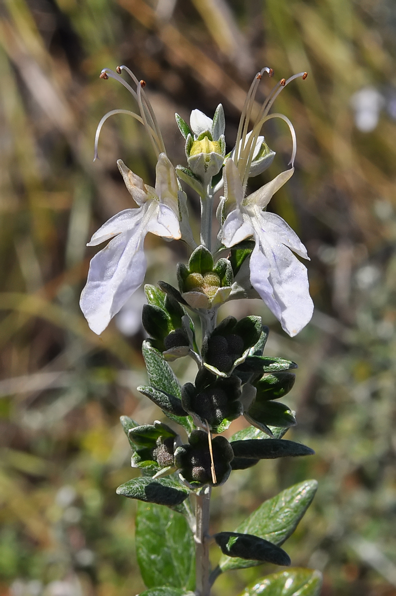 Teucrium fruticans