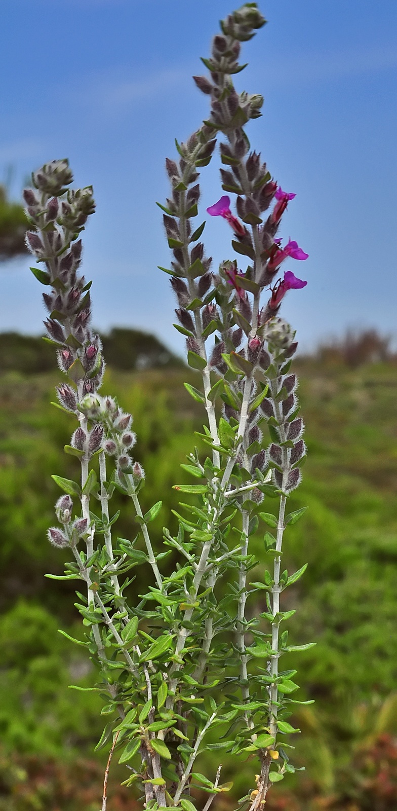 Teucrium marum