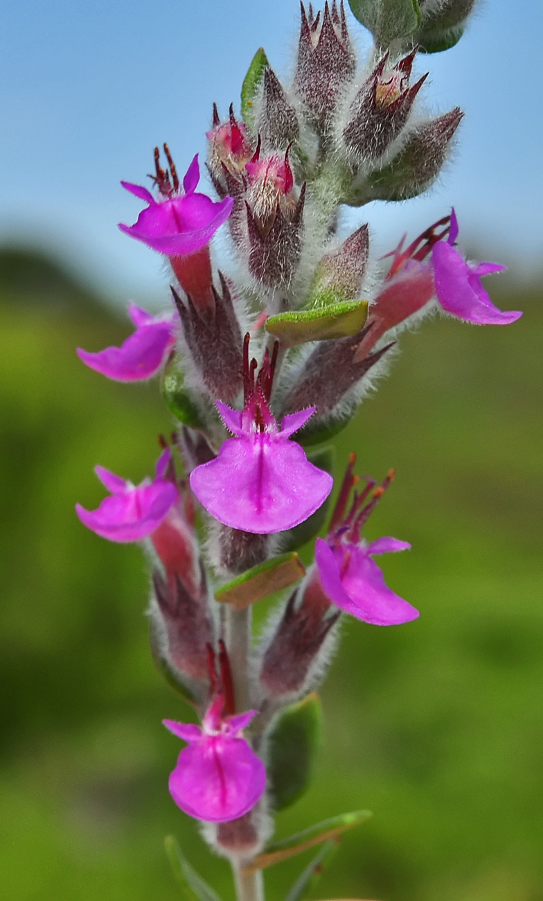 Teucrium marum