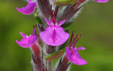 Teucrium marum