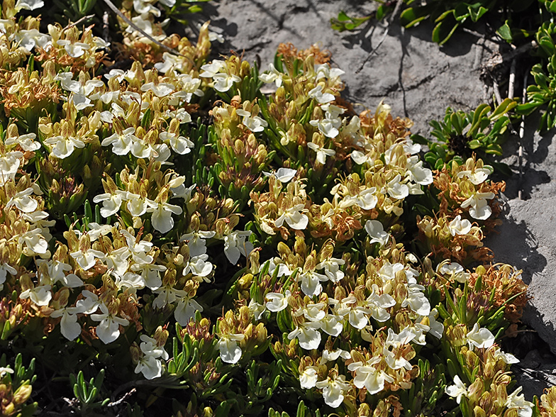 Teucrium montanum