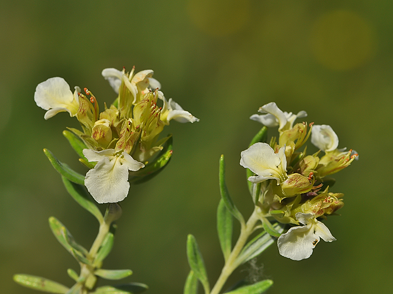 Teucrium montanum