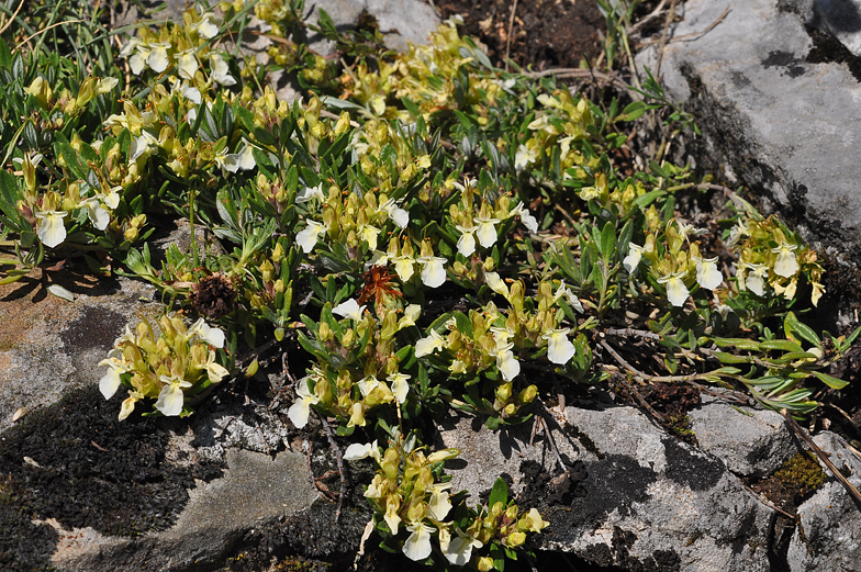 Teucrium montanum