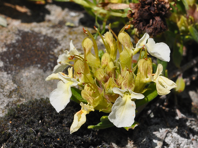 Teucrium montanum