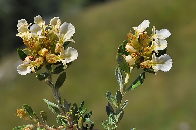 Teucrium montanum