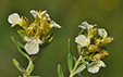 Teucrium montanum