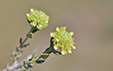 Teucrium rouyanum